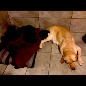 A girl puppies are  almost sold!